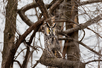 Long eared owl perched in a boreal forest Quebec, Canada.