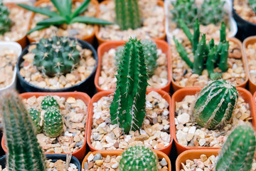 Mini varoius cactus pot for background