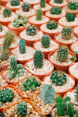Mini varoius cactus pot for background