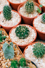 Mini varoius cactus pot for background