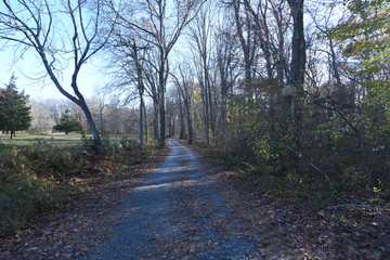 Fototapeta premium Autumn Forest Trail