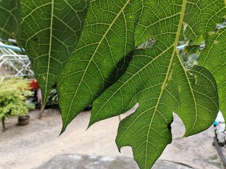 Water droplets on the green leaves
