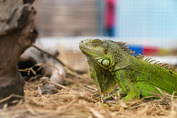Closeup eyes closed of green iguana on dry grass