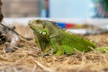 Closeup of a green iguana on dry grass