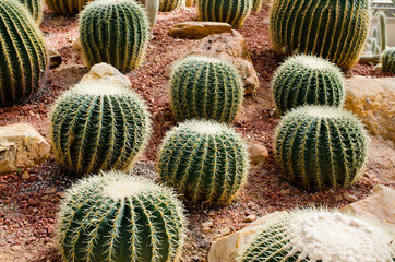 Golden barrel cactus , Commonly used as an ornamental garden