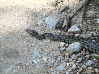 Indian Python Reptile
