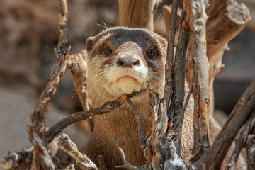 Otter 02
