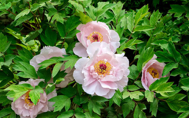 a bush of beautiful pink with yellow center large peonies. flowers on bright green foliage background. floral background