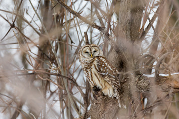 Barred owl in deep mid winter in a snowy landscape, Quebec, Canada.