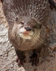 Otter 03