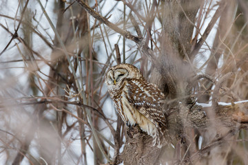 Barred owl in deep mid winter in a snowy landscape, Quebec, Canada.