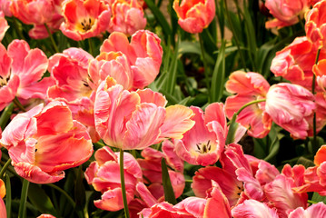 close-up of beautiful rare fluffy yellow-pink tulips. flowers on bright green foliage background. floral background
