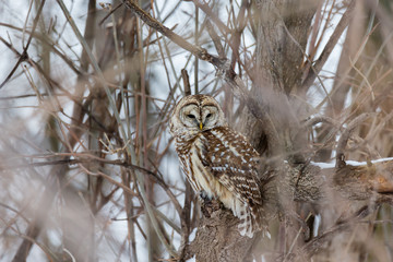 Barred owl in deep mid winter in a snowy landscape, Quebec, Canada.