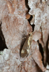 Concealer moth, Metalampra cinnamomea photographed with high magnification