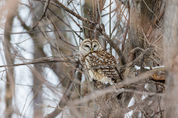 Barred owl in deep mid winter in a snowy landscape, Quebec, Canada.