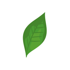 leaf nature ecology isolated icon vector illustration design