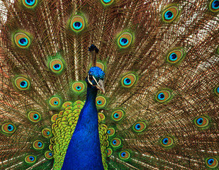 Obraz premium peacock with feathers out