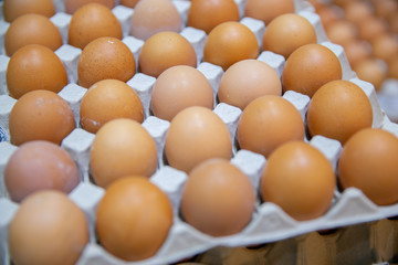 eggs in Chicken crate
