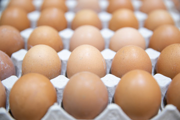 eggs in Chicken crate