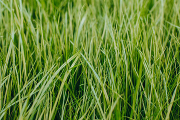 close-up shot of fresh green sprouts grass