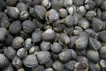 cockle fresh for made food