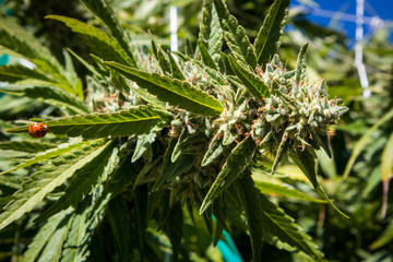 Lady Bug on Marijuana Plant