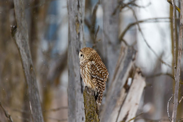 Barred owl in deep mid winter in a snowy landscape, Quebec, Canada.