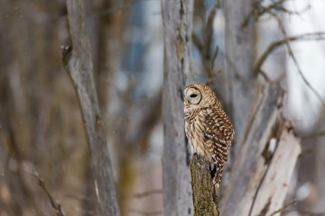 Barred owl in deep mid winter in a snowy landscape, Quebec, Canada.