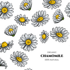 Camomile flowers. Vector seamless pattern. Vintage style