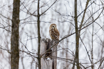 Barred owl in deep mid winter in a snowy landscape, Quebec, Canada.
