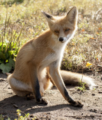 red fox