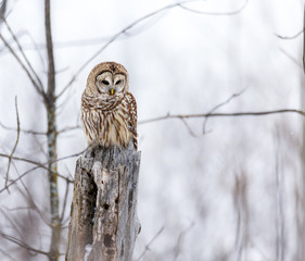 Barred owl in deep mid winter in a snowy landscape, Quebec, Canada.