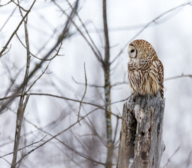 Barred owl in deep mid winter in a snowy landscape, Quebec, Canada.