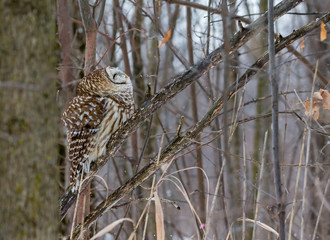 Barred owl in deep mid winter in a snowy landscape, Quebec, Canada.