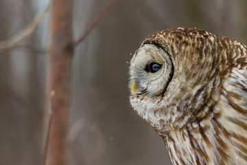 Barred owl in deep mid winter in a snowy landscape, Quebec, Canada.