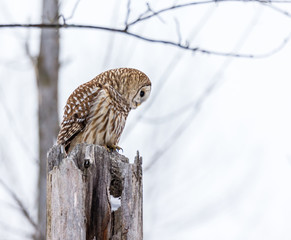 Barred owl in deep mid winter in a snowy landscape, Quebec, Canada.