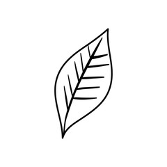 leaf nature ecology line style vector illustration design