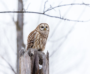 Barred owl in deep mid winter in a snowy landscape, Quebec, Canada.