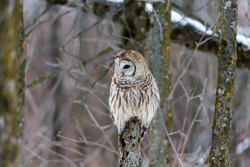 Barred owl in deep mid winter in a snowy landscape, Quebec, Canada.