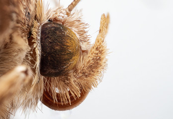 Obraz premium Macro Photo of Head of Little Butterfly, Macro Stacking 85 Pictures