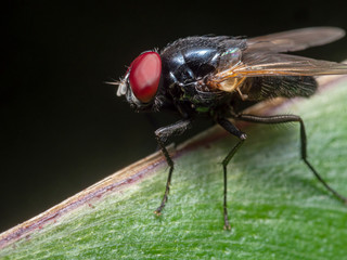Macro Photo of Black Blowfly on Green Leaf Isolated on Black Background