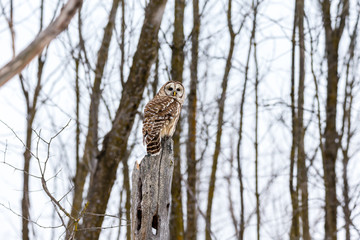 Barred owl in deep mid winter in a snowy landscape, Quebec, Canada.