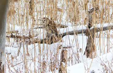 Barred owl in deep mid winter in a snowy landscape, Quebec, Canada.