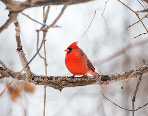 Northern cardinal male perched on a branch in mid winter, Quebec, Canada.