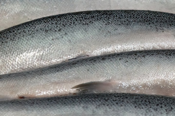 fish in the fish market laid out on a counter in shop