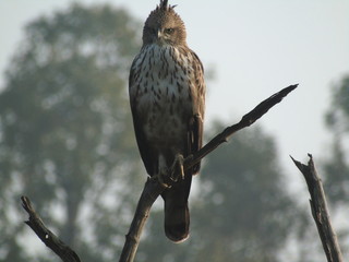 Crested Hawk Eagle