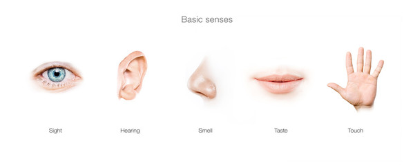 five senses concept