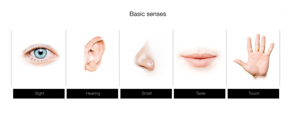 five senses concept