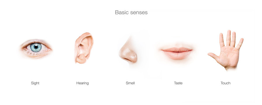 five senses concept
