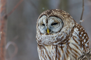 Barre owl in deep midwinter on the lookout for prey.